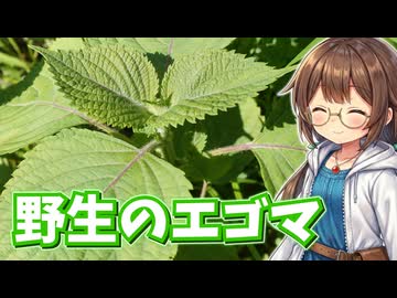 野生のエゴマを採ってチヂミ作り♪