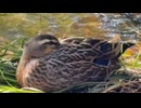 かわしまVlog  多摩センター編