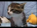 東京ヤクルトスワローズｘ広島東洋カープ　2008/9/15