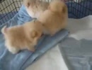 動画第8弾：生後8週間のポメラニアンの子犬たち！