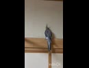 本日の戦いは？