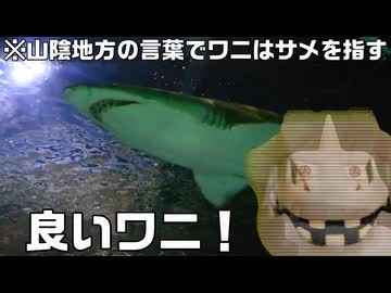 【イワーク】鬼鮫がいるわよ、イワク【ニュージーランド】