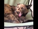 動画#50：猫の叫び声