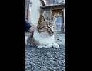 猫の皮を被った犬