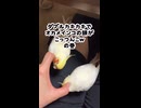 頭こっつんこｗふわふわで気づかないオカメインコの末路がこちら