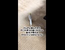 散々遊んで、「行こか、戻ろか」迷いながら帰宅するオカメインコが尊い件
