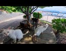 【猫島】山の上の猫軍団を引き連れて港まで大行進してみた結果ｗ
