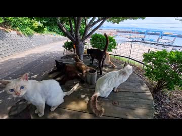 【猫島】山の上の猫軍団を引き連れて港まで大行進してみた結果ｗ
