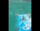 【 BotW 】 電気漁法の英傑 ( Champion doing electric fishing )【 ドリカラ 】ショート動画