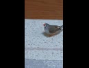 キンカチョウショート動画に3回目の登場0026 6 12