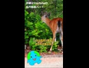 シカがサバンナにいない理由 #shorts