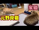 少し近づけた？【元野良猫】
