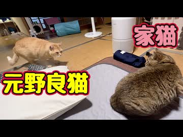 少し近づけた？【元野良猫】