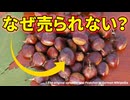 最も美味しい栗がスーパーに並ばない理由【アメリカグリ】【解説動画】