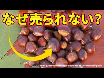 最も美味しい栗がスーパーに並ばない理由【アメリカグリ】【解説動画】