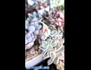 【多肉植物】数日見ないうちに咲いていた星美人とエルサ