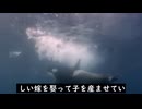 しゃちの家族　父親は他界しても母親は再婚せず夫を愛しつつ家族を養う