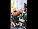 【多肉植物】毎年咲くようになったガステリアの不思議な花