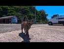 【猫島上陸】フェリーを降りたら港の常連猫たちが総出でお出迎えしてくれた