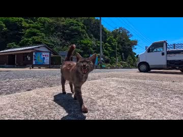 【猫島上陸】フェリーを降りたら港の常連猫たちが総出でお出迎えしてくれた