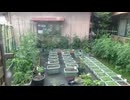 家庭菜園：6月13日(土)