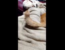 ゆらゆらする花様のしっぽ