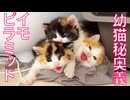炸裂！イモ幼猫秘奥義「イモピラミッド」