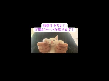 頑張るあなたに子猫からのエール