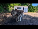 【癒やし注意】漁港の猫たちが可愛すぎて帰れなくなった件ｗ