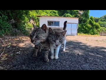 【癒やし注意】漁港の猫たちが可愛すぎて帰れなくなった件ｗ
