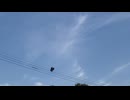 【自然】ドレミファ烏
