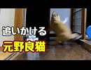 いろいろ 追いかける【元野良猫】 【野良猫】
