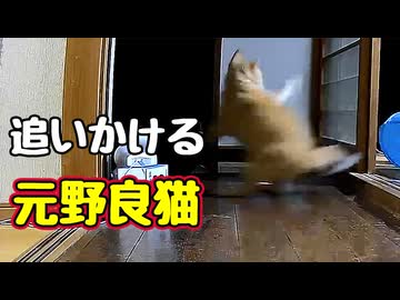 いろいろ 追いかける【元野良猫】 【野良猫】