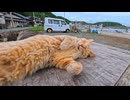 【猫島】まったり猫、突然ブチギレｗｗｗ でも可愛すぎて許した