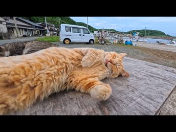 【猫島】まったり猫、突然ブチギレｗｗｗ でも可愛すぎて許した