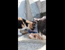 島の猫たち防波堤の下でご飯食べてました