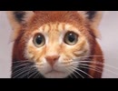 ホモと見る飼い主のおふざけに付き合わされる猫