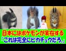 【海外の反応】 日本に実在するポケモンが可愛いと海外からコメント殺到中！ 「日本の動物って、どうしてこんなコミカルな可愛さに進化したんだろう。」