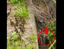 排水溝に落ちたヒナ、何度もジャンプして復帰【カルガモ親子】