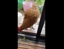 【ニワトリ】麺だ□！