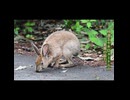 東京の夕方に現れた野生の二ホンノウサギ【ショート】