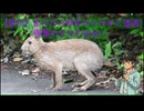 東京の夕方に現れた野生の二ホンノウサギ｜静かな出会いの記録