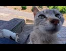 【猫島】猫たちの集会に紛れ込んだ結果ｗｗｗ 　