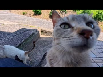 【猫島】猫たちの集会に紛れ込んだ結果ｗｗｗ 　