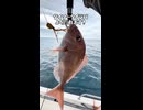 【検証】ダイソータイラバで海を調査したら、50cmオーバーの赤くてめでたい「アノ魚」が釣れた。