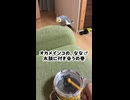 オカメインコのドラム演奏、まさかの逃走劇ｗ