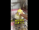 寝ぼけすぎｗ朝のオカメインコはちを突撃したら…