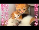 イモ幼猫たち、隙間にみっちり詰まる