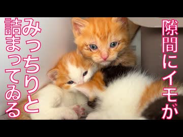 イモ幼猫たち、隙間にみっちり詰まる