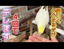 優しくコレするだけ。オカメインコが４回でデレる凄技。